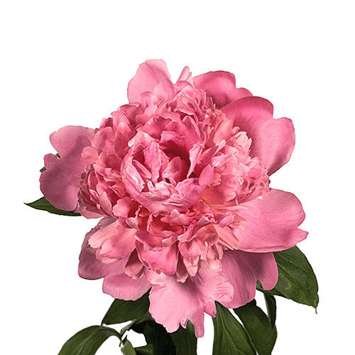 5 Stem Peony Bunches